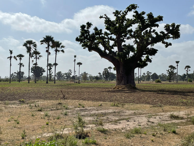 Ervaring Senegal RIU Baobab