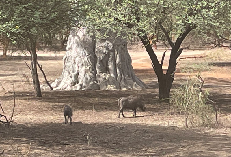 Pumba in Senegal