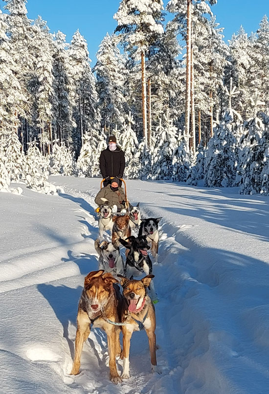 Husky safari in Noord-Karelia