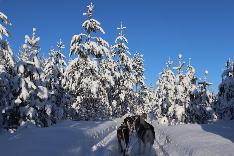 Finland in de winter bezocht: dit is mijn ervaring!