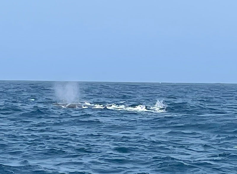 Walvissen bij Kaapverdië