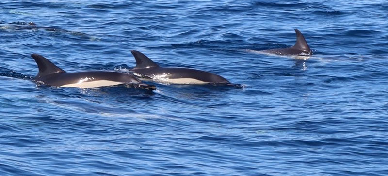 Dolfijnen spotten in Algarve vakantie ervaring