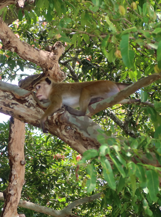 Ella: onze favoriet in Sri Lanka ella aapje