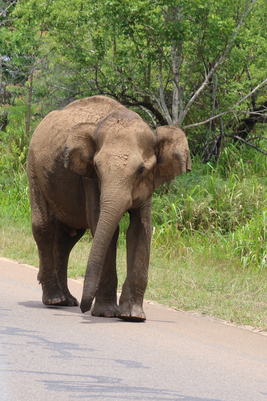 sigiriya olifant1