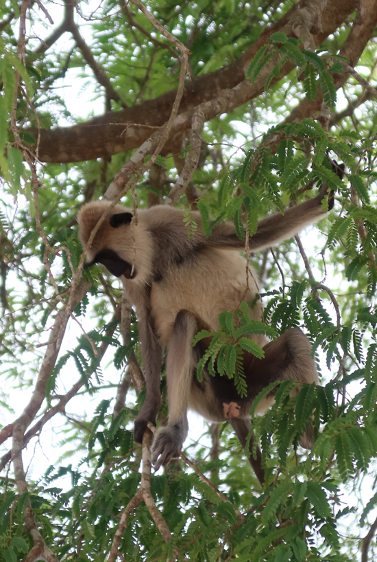 anuradhapura aapje