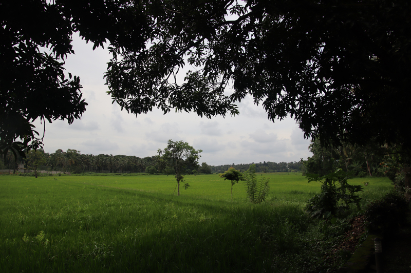 Negombo groen