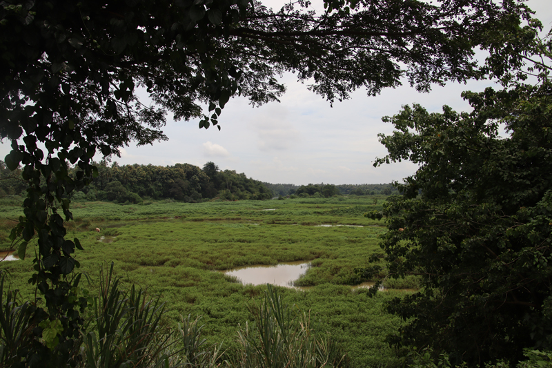 negombo groen1