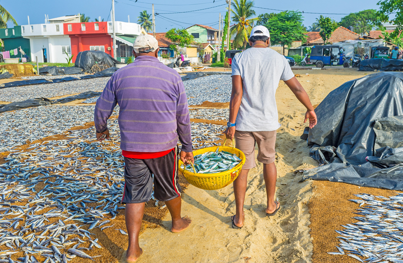 negombo vismarkt