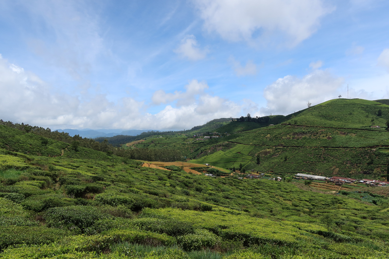 Walking through tea plantations in Nuwara Eliya, Sri Lanka