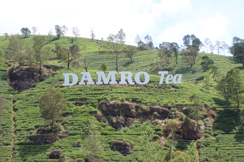 Onze foto’s van Sri Lanka op een rij nuwara eliya tee plantage1