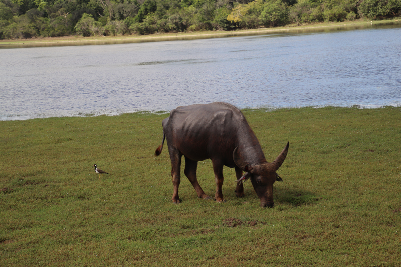 Wilpattu National Park willpatu national park bizon