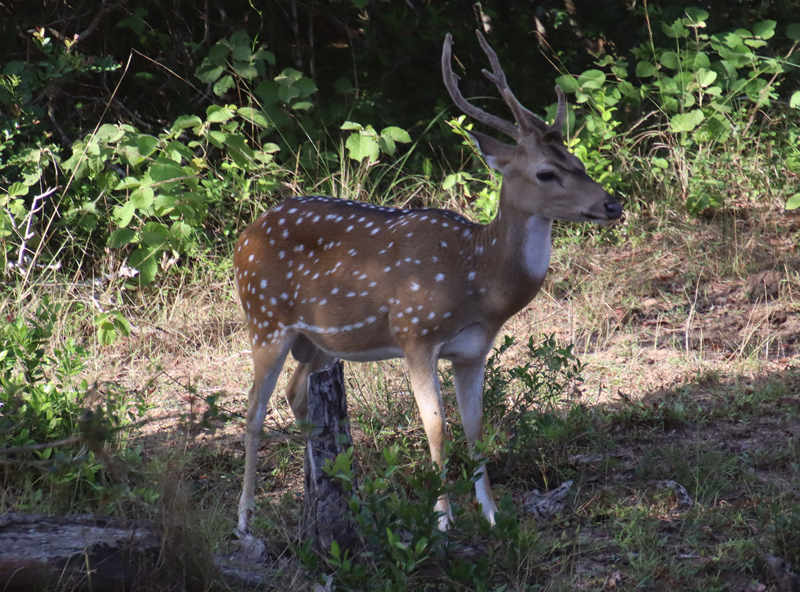 Wilpattu National Park willpatu national park hert