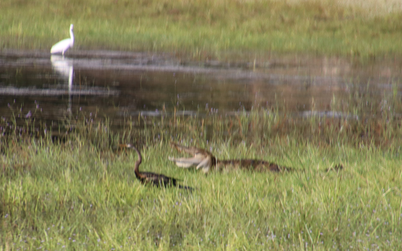 Wilpattu National Park willpatu national park krokodil