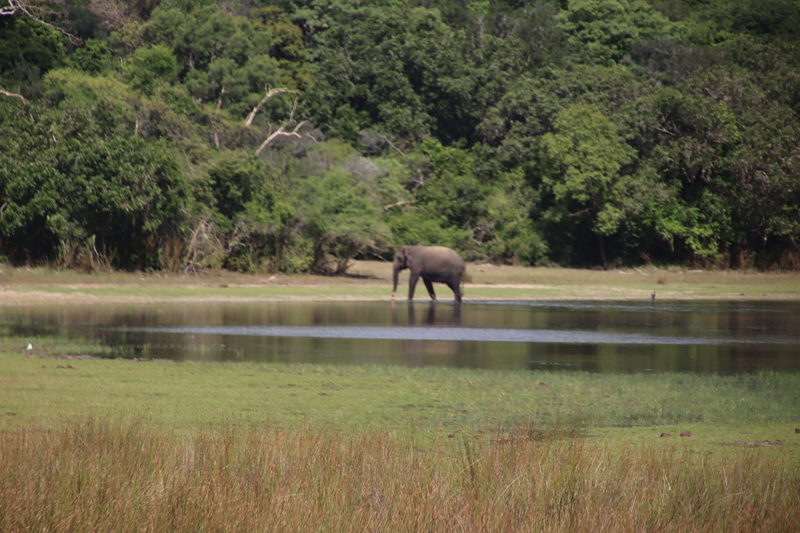 Wilpattu National Park willpatu national park olifant