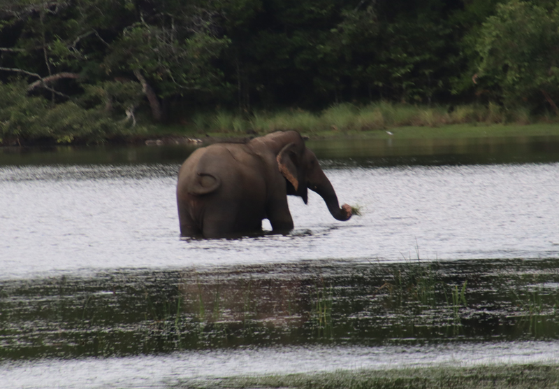 Wilpattu National Park willpatu national park olifant1