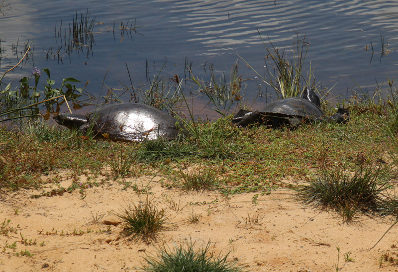 Wilpattu National Park willpatu national park schildpad
