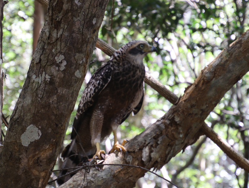 Wilpattu National Park willpatu national park vogel