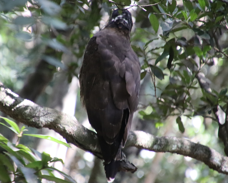 Wilpattu National Park willpatu national park vogel1