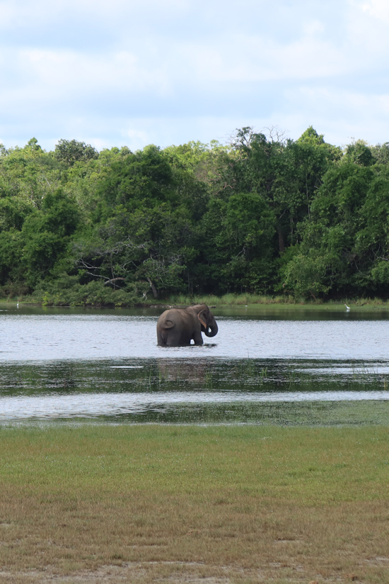wilpattu national park olifant