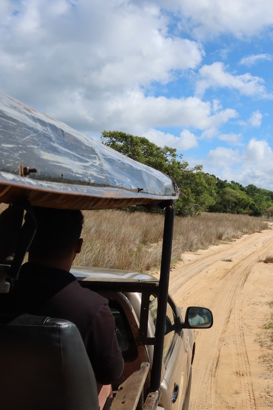 Wilpattu National Park wilpattu national park