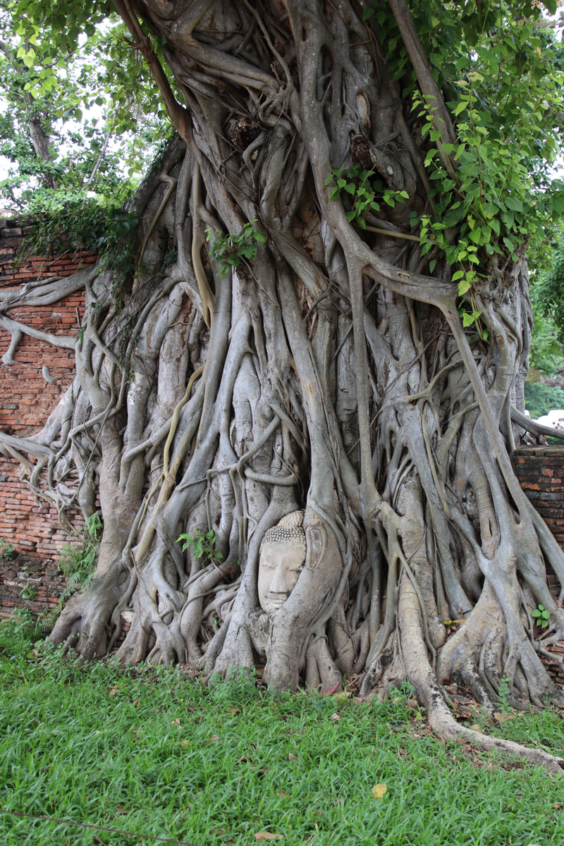 Ayutthaya dagtrip vanuit Bangkok: tempels en tips ayutthaya dagtrip wat maha that hoofd1